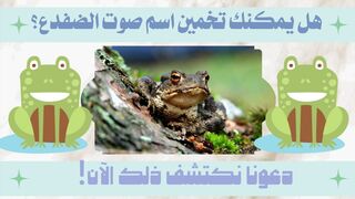 اكتشف الاسم الغريب لصوت الضفدع في هذا الفيديو!