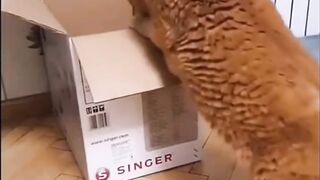 #let's have a fun# when animals got sense of humor so what happened?