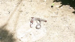 Venomous snake suffer...