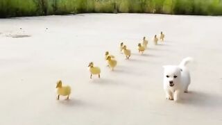 Cute pets funny video