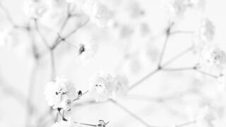 flower 12
