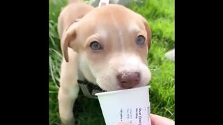 #fun#when dogs get a sense of humor #like and subscribe
