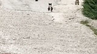Dogs vs. Cats ????????????????‍⬛️????