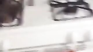 Funny cat and dogs ???????? 2