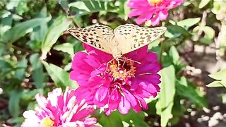 Wonderful butterfly