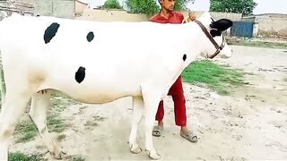 Cow ???? for sale