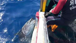 500km Chase！Huge Bluefin Tuna Catching, Bluefin Tuna Cutting Master, Sashimi