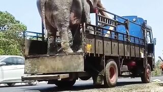 Elephant ???????? 2