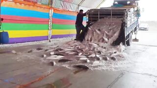 Amazing Mullet Cutting Skills！Fish Roe Making, Grilled Mullet Roe