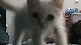 casper cat