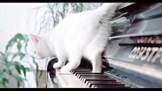 A Beautiful Cat