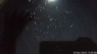 Tebar padat, air kolam HITAM, tapi ikan lele sehat