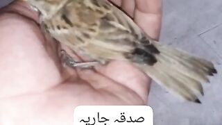 Be careful for birds