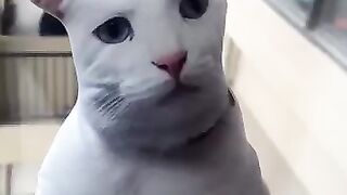 Daily dose of internet cat's part 2.