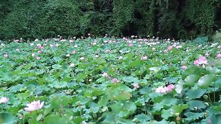 The Lotus Flowers That Have Not Been Managed For 3 Years Are Full of Lotus Seeds!