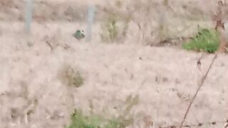 Wow  Birds