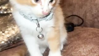 I love my cat so my much .his name is romeo