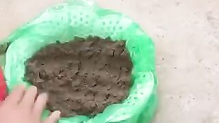 HOW TO GROW POTATO