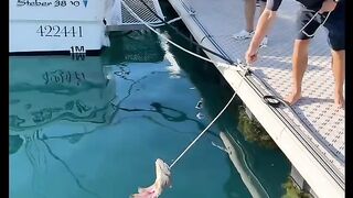 catch a very big fish