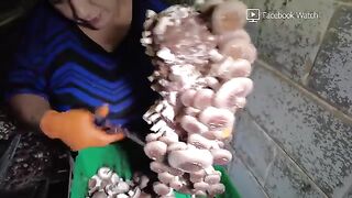 How 400 Million Mushrooms Are Grown A Year In This Small Town _ Big Business