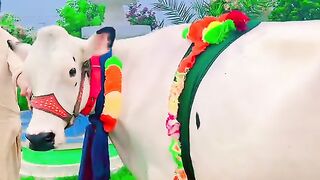Cow dairy farm