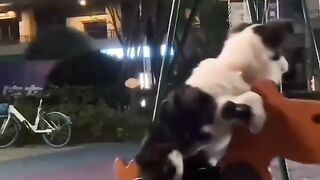 Animal funny video 10