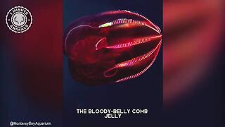Bloody-belly Comb Jelly ???? Mind-Blowing Creature!.