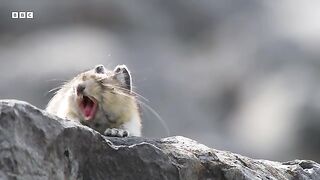 Cute Pika Steals Food From Neighbours.