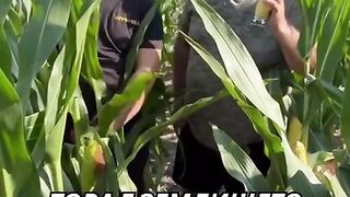 NO TILL ТЕХНОЛОГИИ ПРИ ЦАРЕВИЦАТА