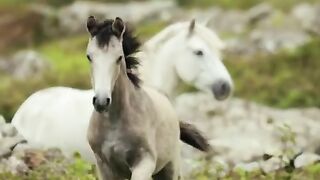 Animals In The Wild _ Animaly.