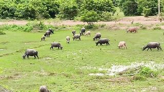 Wild animals in natural.