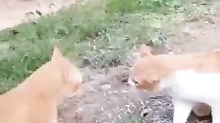 funny cat 121