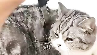 Cat funny videos , cute cats video