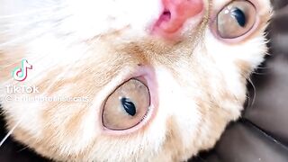 Cute cat 117
