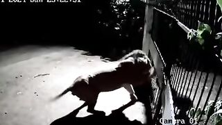 Two Asiatic lions almost snacked on brave but stupid doggos.