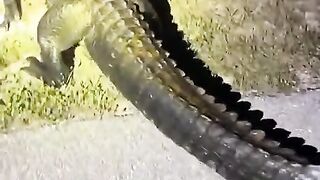 Nature : am i a joke to you?