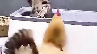funny cats video compilation