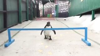 Funny video