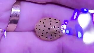 A Baby Box Fish