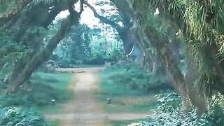 Best Natural Beauty In The Earth - De Djawatan