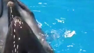 Dolphin show 2