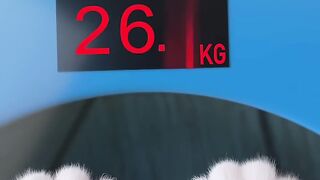 Flying MOCO | Weight-loss Magic Sticker 減肥神貼 | Flying MOCO Shorts 爆笑飛狗 MOCO