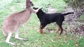 A Kangaroo & A Dog Friendship