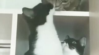 #cute cats funny moments,like and subscribe for more fun