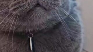 Funny cat videos ???????? 3