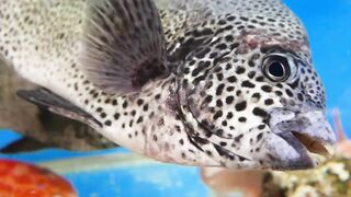 Japanese Food - RED GROUPER Steamed Fish Sashimi Okinawa Seafood Japan