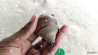 লাটিম যেভাবে ঘুড়ায়