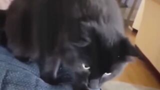 #cute cats#cats funny moments.like and subscribe for more fun