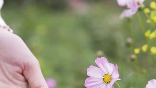 a beautiful flowers.