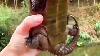 Can everybody just Please look at this Big-Headed Turtle